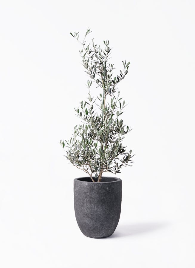 観葉植物 オリーブの木 8号 カヨンヌ フォリオアルトエッグ ブラック