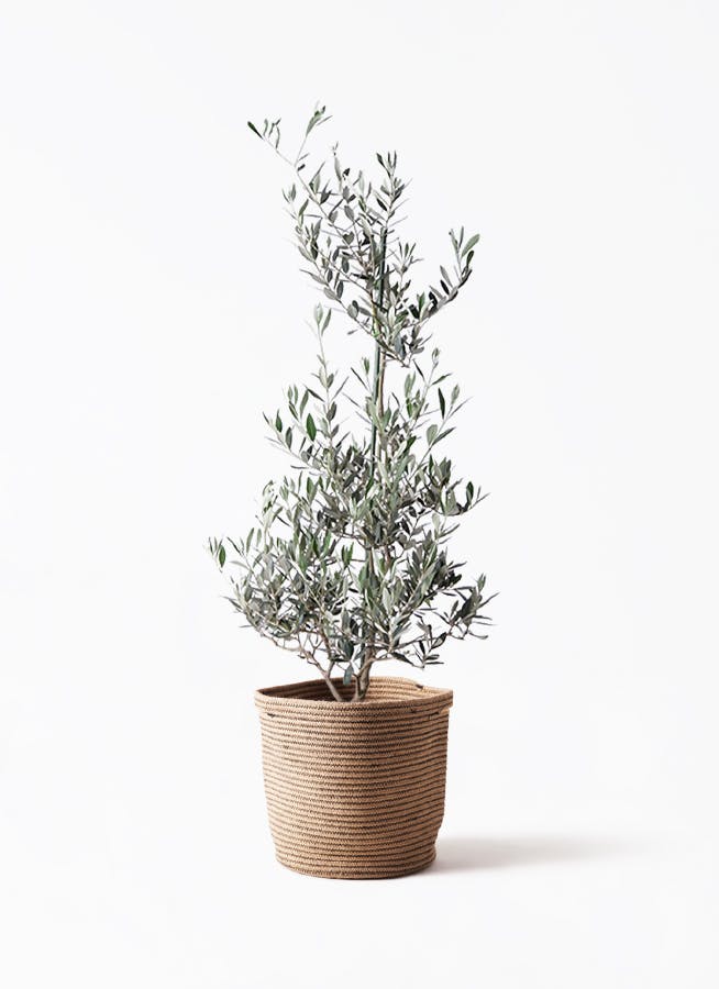観葉植物 フィロデンドロン 8号 セローム ヒトデカズラ ボサ造り リブ