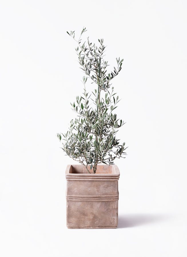 観葉植物 オリーブ 8号 コロネイキ テラアストラ カペラキュビ