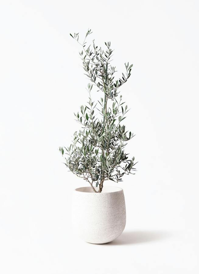観葉植物 ユッカ 8号 斑入り エコストーンwhite 付き | 観葉植物なら