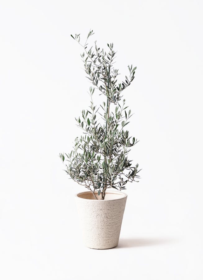 観葉植物 ガジュマル 8号 パンダ 朴仕立て ビアスソリッド 白
