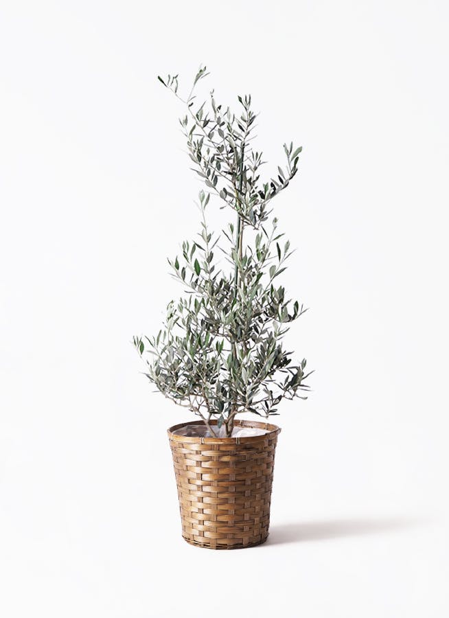 観葉植物 フィロデンドロン 8号 セローム ヒトデカズラ 根あがり 竹