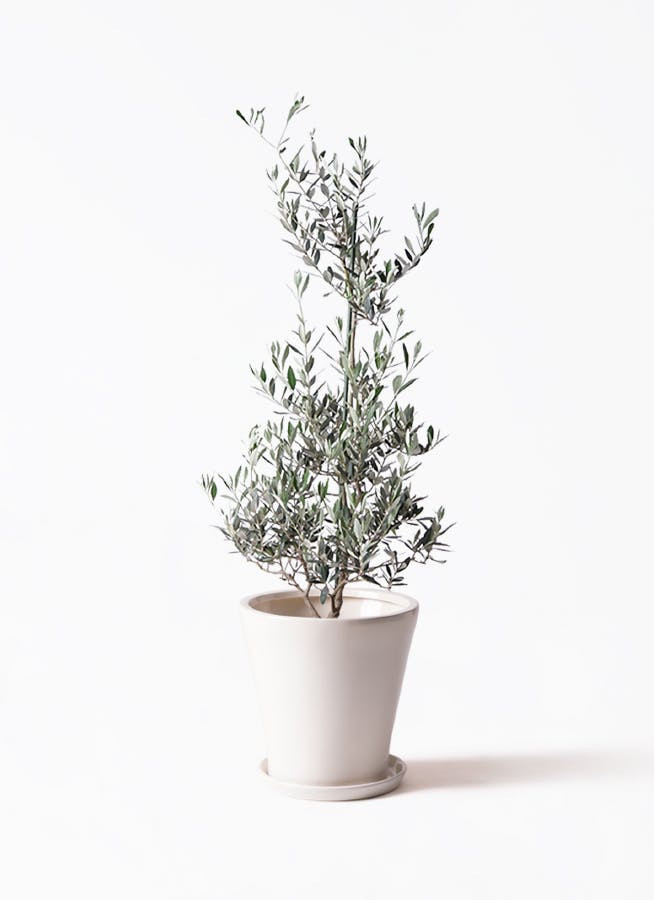 観葉植物 アオノリュウゼツラン 8号 アメリカーナ サブリナ 白 付き
