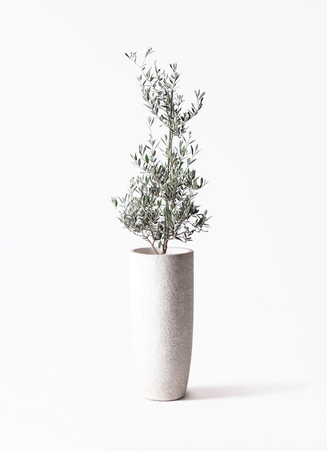 観葉植物 オリーブの木 8号 ハーディーズマンモス エコストーントール