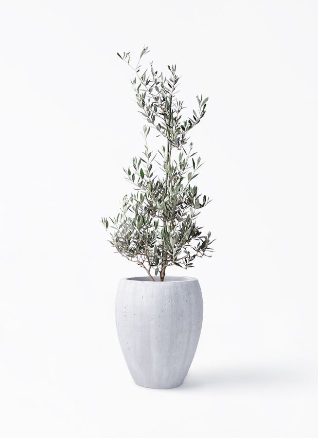 オリーブの木 ピクアル | 観葉植物 | 送料無料でお届け - Hitohana