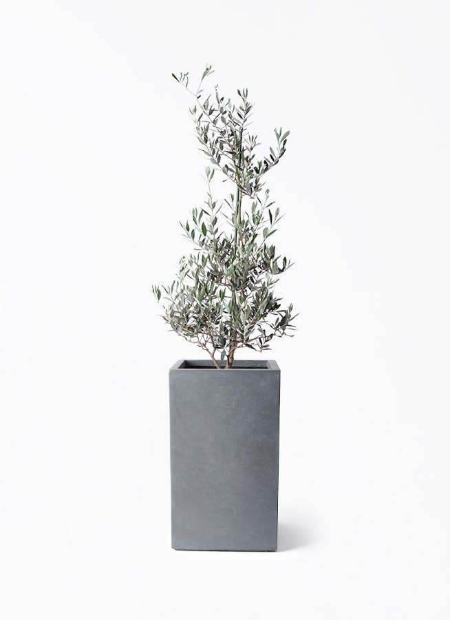 観葉植物 ソテツ 8号 シグマ 角柱プランター グレー 付き | 観葉植物