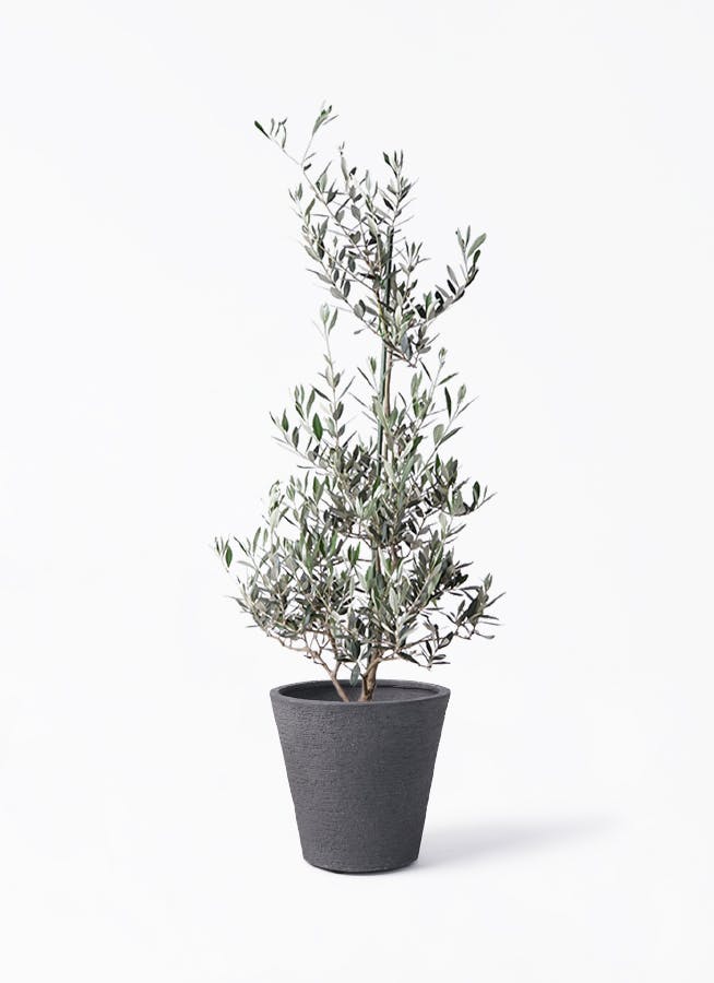 オリーブの木 ピクアル | 観葉植物 | 送料無料でお届け - Hitohana