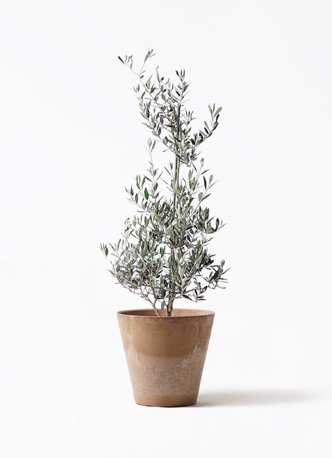 観葉植物 オリーブの木 8号 ピクアル アートストーン ラウンド