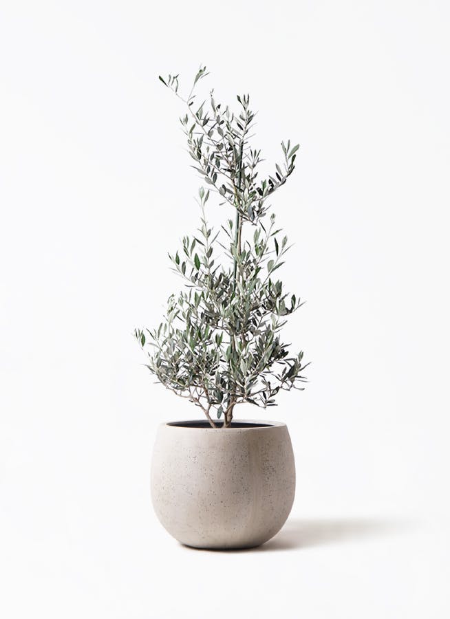 観葉植物 オリーブの木 8号 カヨンヌ テラニアス ローバルーン