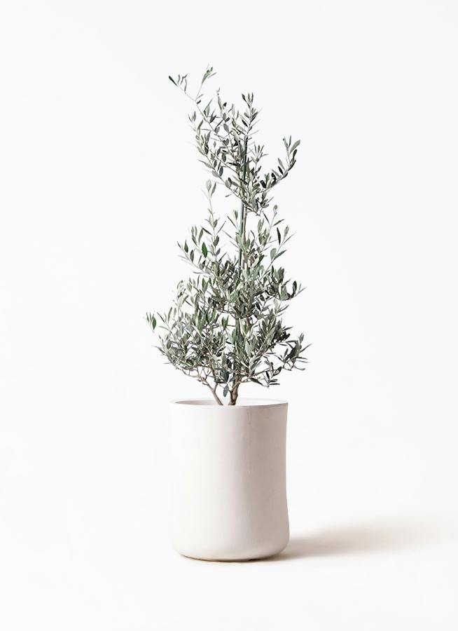 観葉植物 オリーブの木 8号 ピクアル バスク ミドル ホワイト 付き