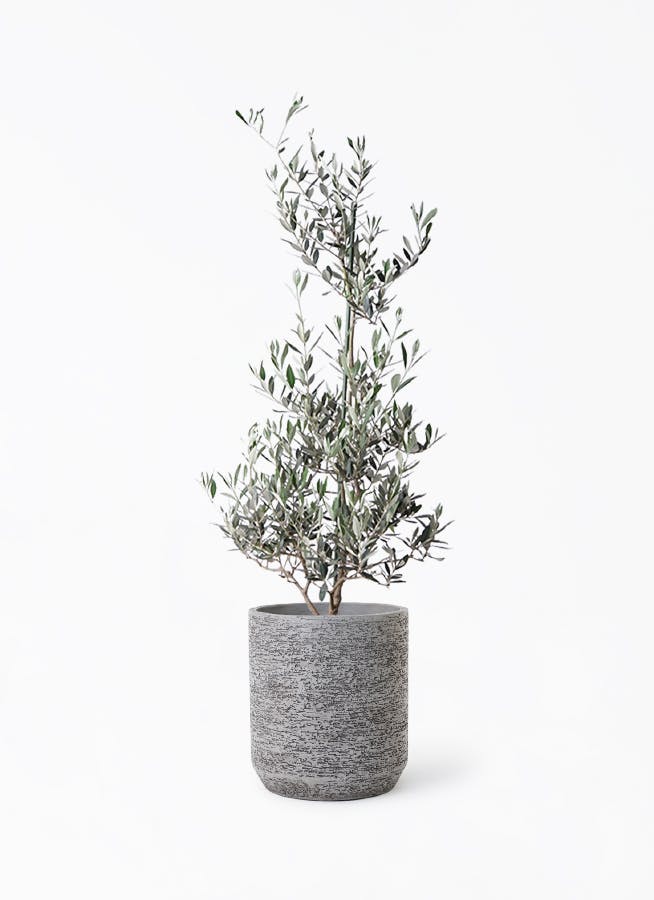 観葉植物 パキラ 8号 実生（みしょう） Eco Stone (エコストーン