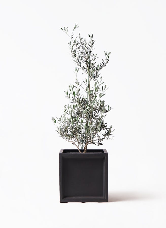 観葉植物 カシワバゴムの木 バンビーノ 8号 曲がり ブリティッシュ