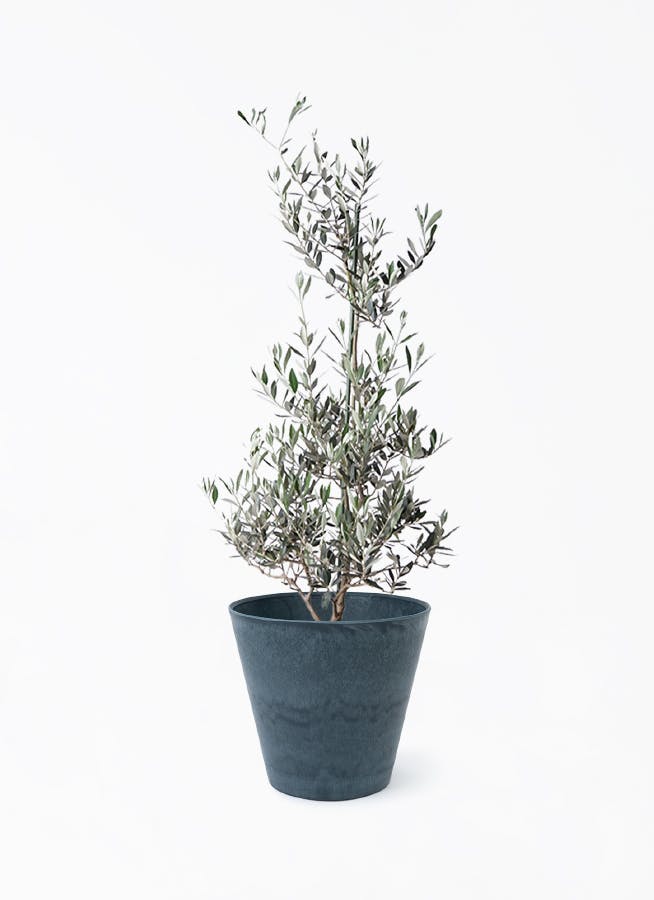 オリーブの木　ピクアル 観葉植物 オリーブの木 8号 ピクアル アートストーン ラウンド