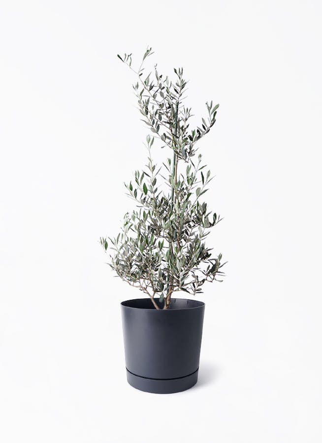 オリーブの木　ピクアル 観葉植物 オリーブ 10号 ピクアル プラスチック鉢 | 観葉植物