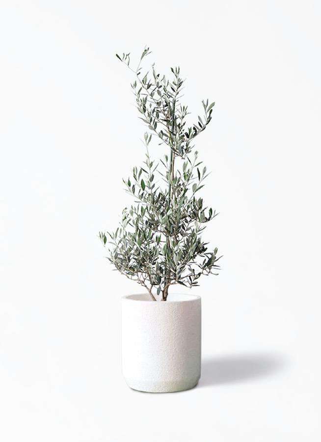 観葉植物 シェフレラ（カポック） 8号 斑入り Eco Stone（エコストーン