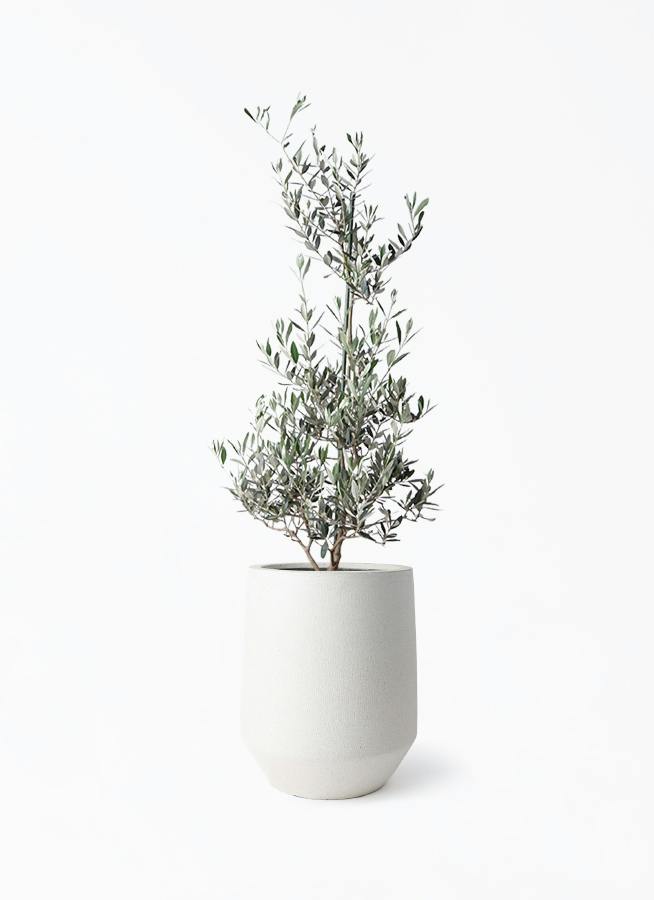 オリーブの木 ピクアル | 観葉植物 | 送料無料でお届け - Hitohana
