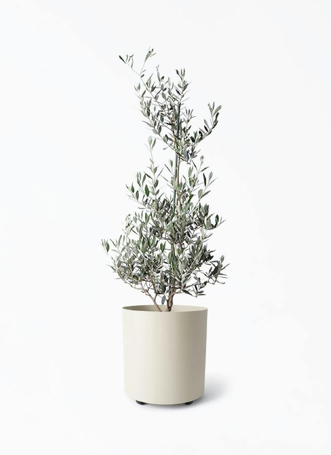オリーブの木 ピクアル | 観葉植物 | 送料無料でお届け - Hitohana
