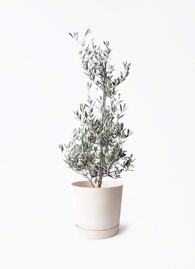 オリーブの木 ピクアル | 観葉植物 | 送料無料でお届け - Hitohana