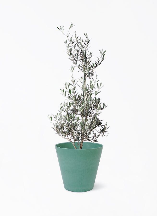オリーブの木 ピクアル 太 オリーブの木 ピクアル | 観葉植物 | 送料無料でお届け