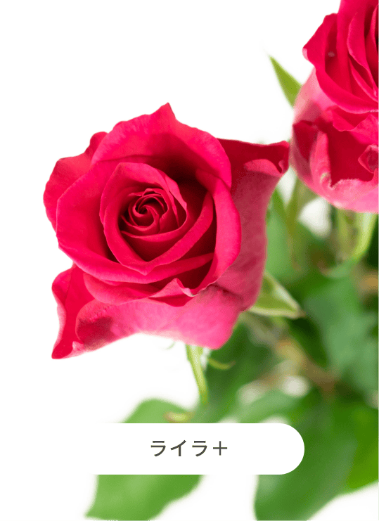 産地直送 バラ カラフルミックス 12本束／滋賀 國枝バラ園からお届け