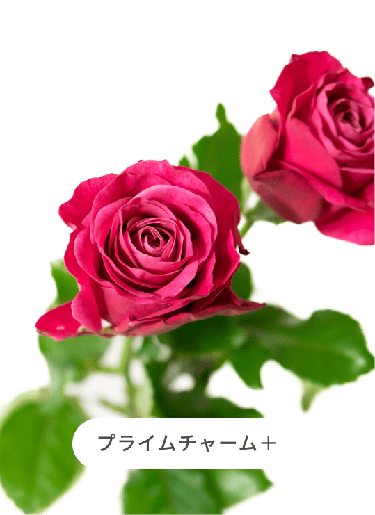 産地直送 バラ ピンクミックス 6本束／滋賀 國枝バラ園からお届け