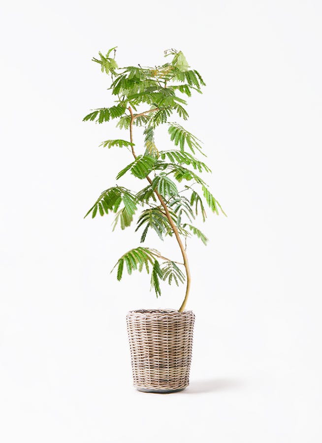 エバーフレッシュ Magari リビングサイズ‼️ 【公式通販】