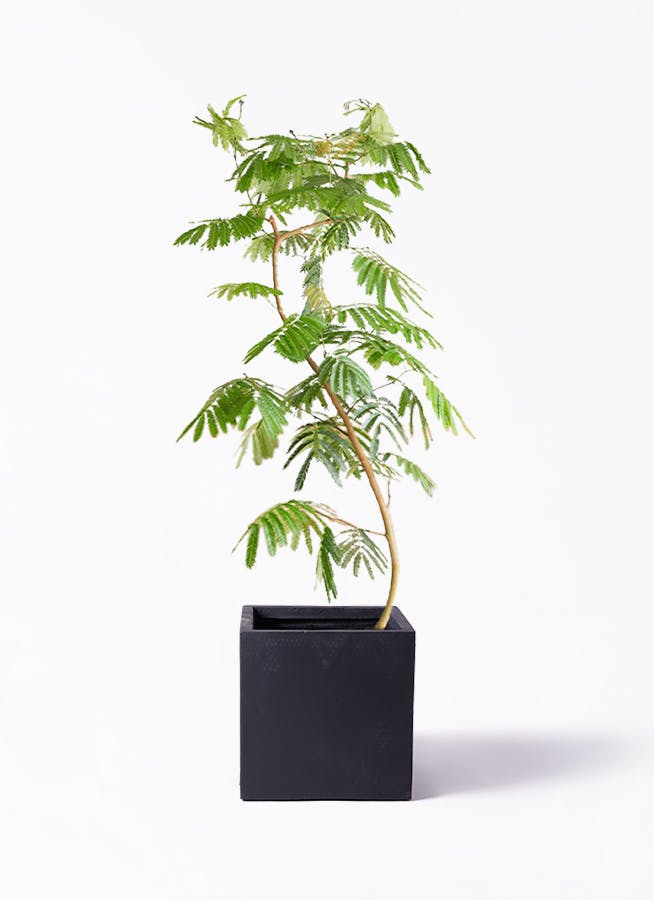 エバーフレッシュ 10号 | 観葉植物 | インテリアやギフトに - Hitohana ...