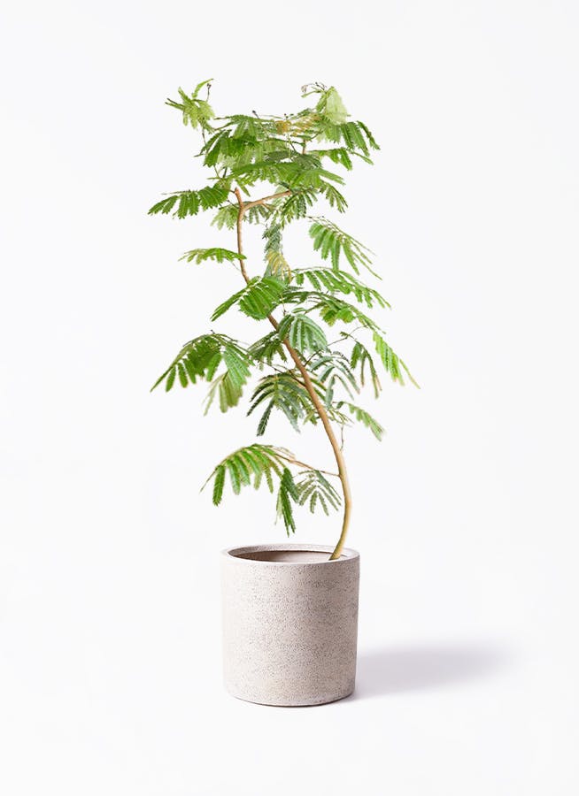 観葉植物 エバーフレッシュ 10号 曲り サンディ シリンダー 白 付き | 観葉植物ならHitoHana(ひとはな)