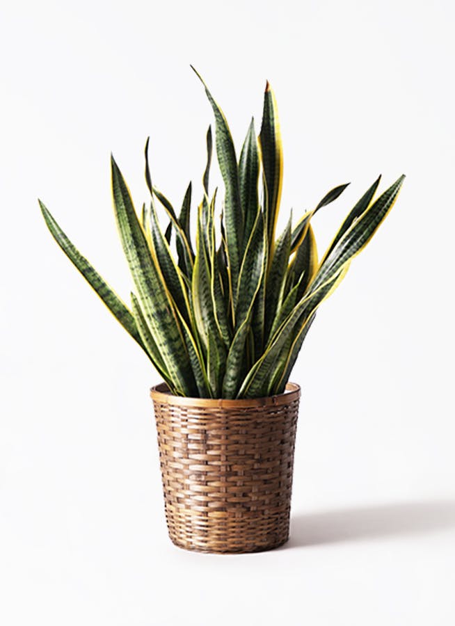 観葉植物 サンスベリア 10号 トラノオ 竹バスケット 付き | 観葉植物