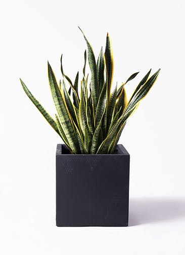 観葉植物 サンスベリア 10号 トラノオ ベータ キューブプランター 黒 付き