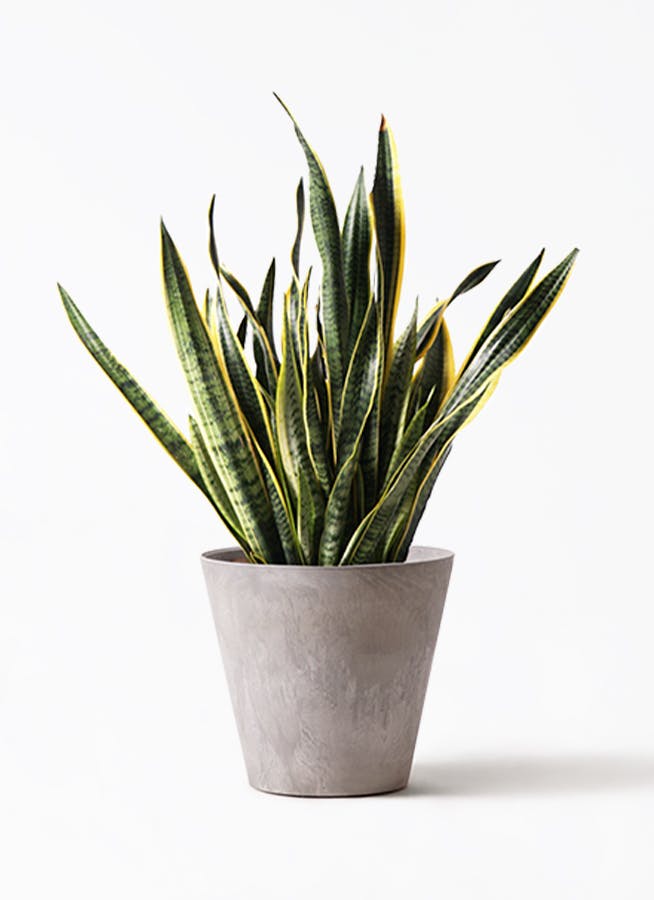 アグラオネマ、サンスベリア2鉢価格　なぁ 楽天市場】アグラオネマ（種類（植物）サンスベリア）（観葉植物