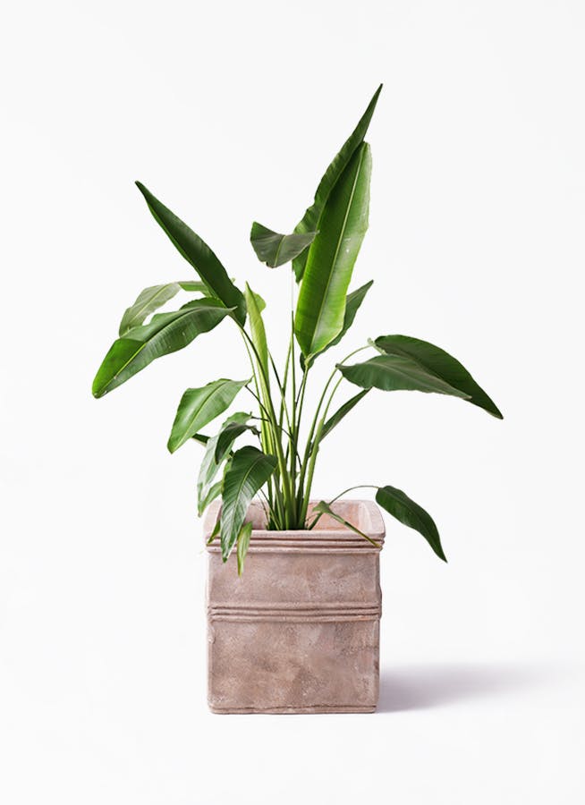 観葉植物 旅人の木 8号 テラアストラ カペラキュビ 赤茶色 付き 観葉植物ならhitohana ひとはな 観葉植物 旅人の木 8号 テラアストラ カペラキュビ 赤茶色 付き 観葉植物ならhitohana ひとはな