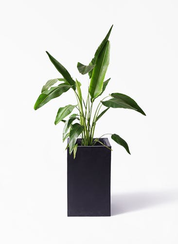 観葉植物 旅人の木 8号 セドナロング 墨 付き