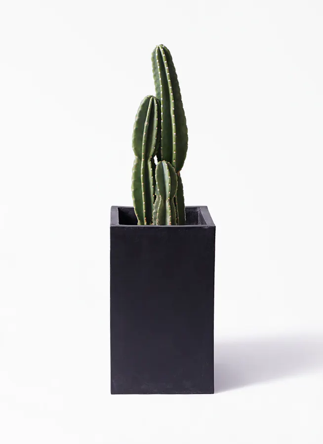 観葉植物 柱サボテン 8号 セドナロング 墨 付き 観葉植物ならhitohana ひとはな