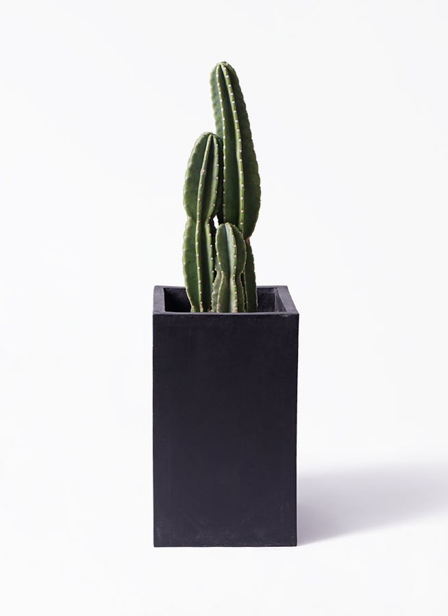 柱サボテン | 観葉植物の通販ならHitoHana（ひとはな）