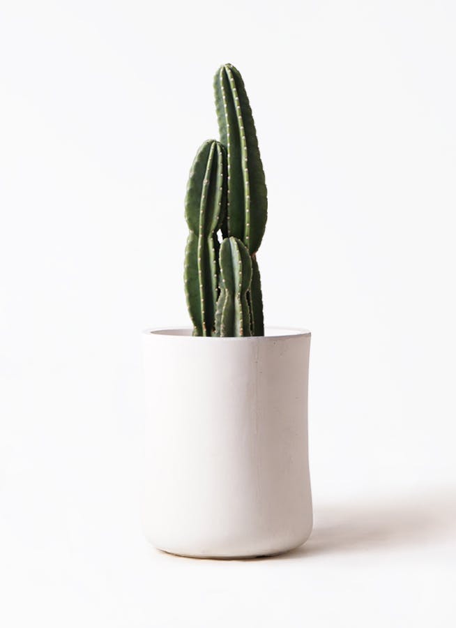 柱サボテン | 観葉植物の通販ならHitoHana（ひとはな）