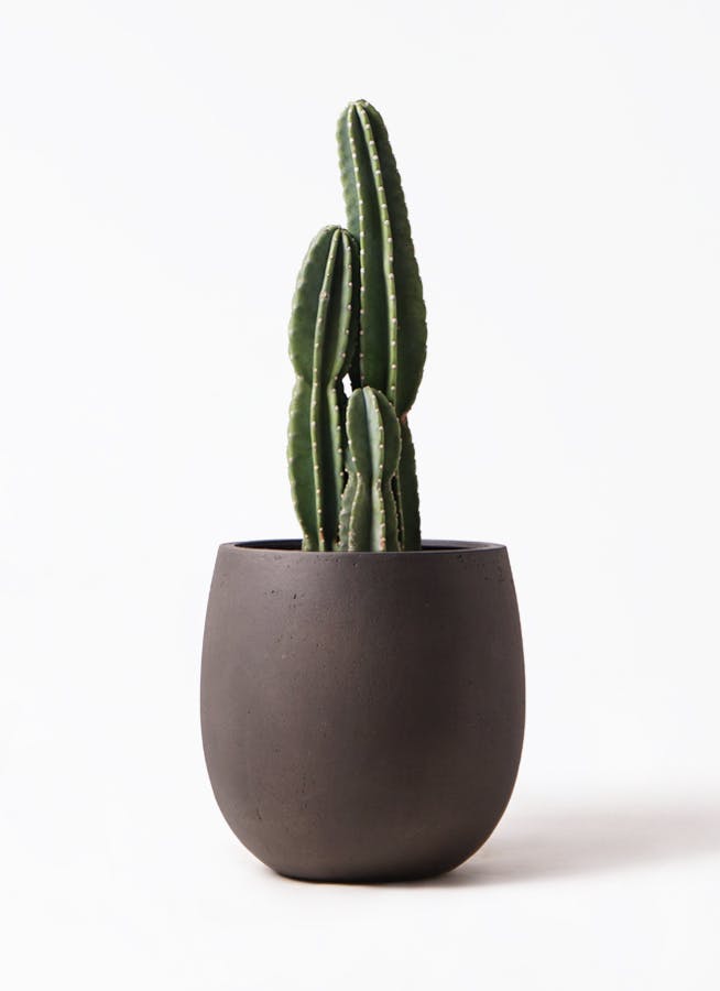 柱サボテン 8号 | 観葉植物通販HitoHana(ひとはな)