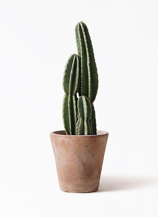 柱サボテン | 観葉植物の通販ならHitoHana（ひとはな）