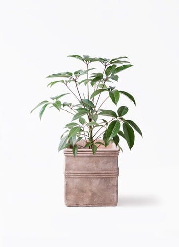 観葉植物 ツピダンサス 8号 ボサ造り テラアストラ カペラキュビ 赤茶色 付き