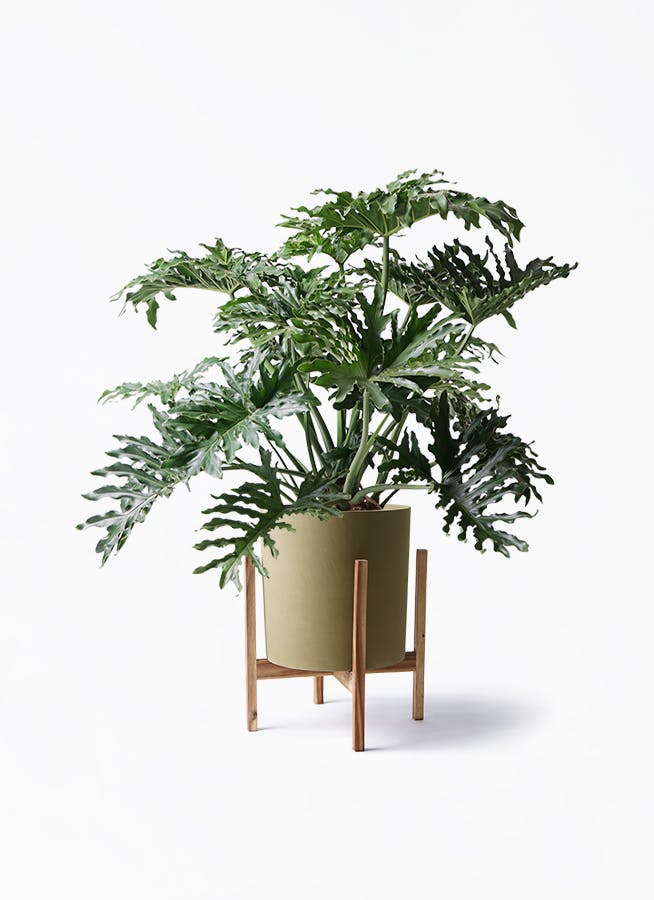 フィロデンドロン 8号 | 観葉植物通販HitoHana(ひとはな)