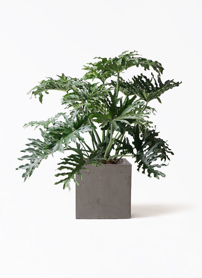 philodendron-selloum-74_1.jpg