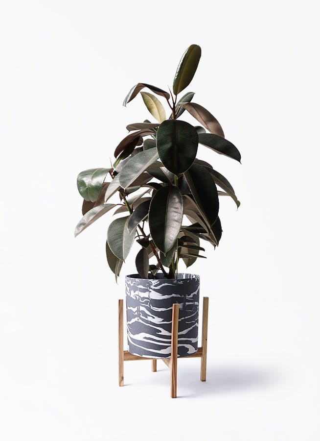 フィカス バーガンディ | 観葉植物の通販ならHitoHana（ひとはな）