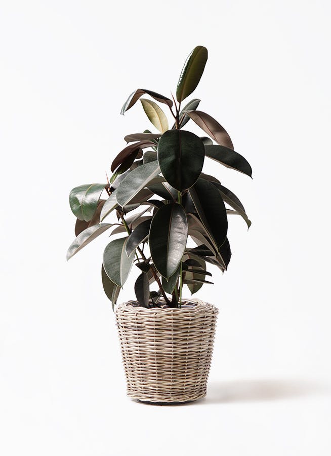 フィカス バーガンディ | 観葉植物の通販ならHitoHana（ひとはな）