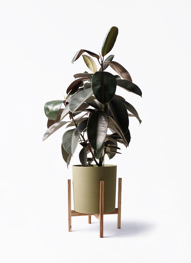 フィカス バーガンディ | 観葉植物の通販ならHitoHana（ひとはな）