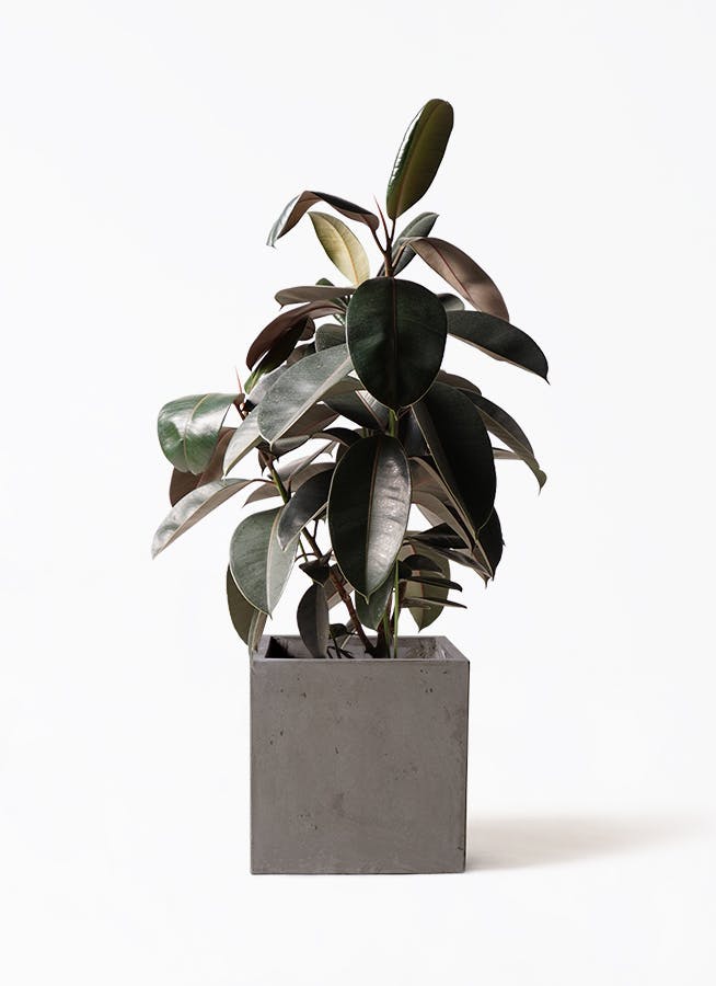 フィカス バーガンディ | 観葉植物の通販ならHitoHana（ひとはな）