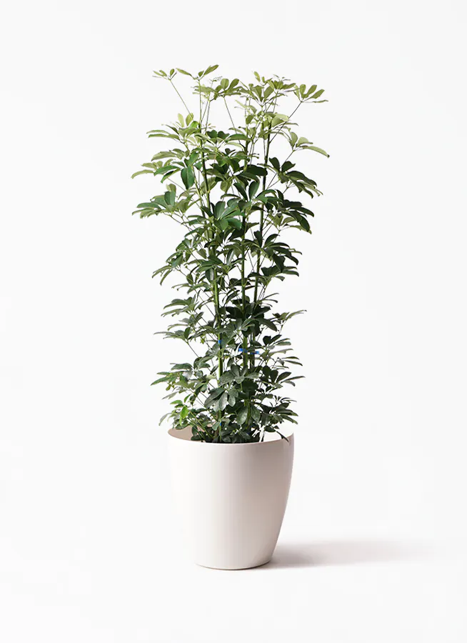 観葉植物 カポック シェフレラ 8号 ノーマル ラスターポット 付き 観葉植物ならhitohana ひとはな