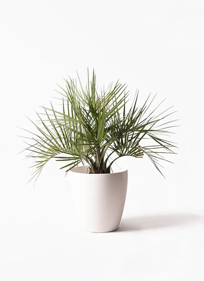 ココスヤシ (ヤタイヤシ) | 観葉植物の通販ならHitoHana（ひとはな）