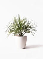 青*♪様 ココスヤシ　 観葉植物 楽天市場】【ふるさと納税】＜毎月数量限定＞ココスヤシ(鉢底