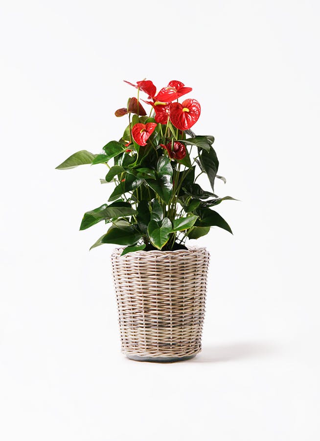 アンスリウム 10号 | 観葉植物通販HitoHana(ひとはな)