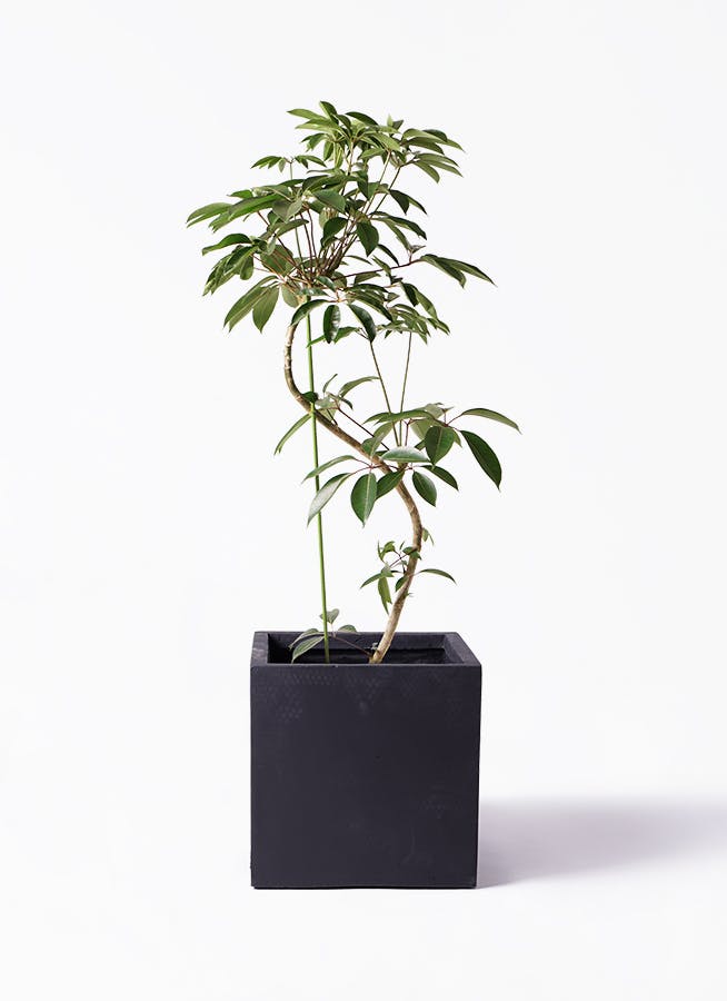 観葉植物 ツピダンサス 10号 曲り ベータ キューブプランター 黒 付き | 観葉植物ならHitoHana(ひとはな)